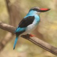 /album/photogallery/blue-breasted-kingfisher-jpg/